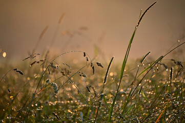 Morgenröte, Morgentau