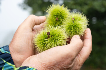 Chestnuts and green thorns shells not yet ripe in mature male hands, autumn food fruit on forest background