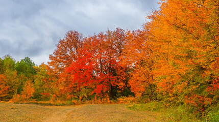 Naklejka premium autumn landscape with trees