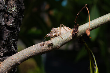 stinkbug