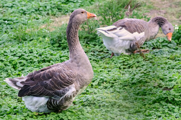 Gray geese frolicking in a meadow