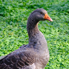 Gray geese frolicking in a meadow