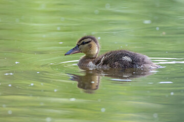 Mallard chick - Anas platyrhynchos