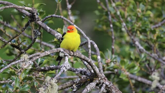 A Western Tanager Resting In A Holly Tree. 