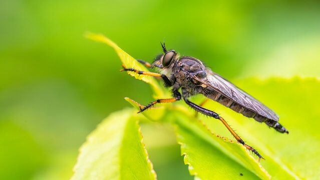 Pied-winged roberfly - Pamponerus germanicus