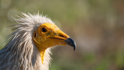 Egyptian vulture - Neophron percnopterus