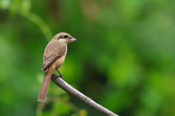 Brown shrike perches on a dry branch and looking for food.
