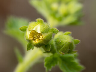 Drymocallis regisborisii