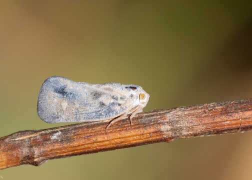 Citrus flatid planthopper - Metcalfa pruinosa