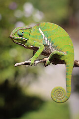 Camaleonte del Madagascar, primo piano