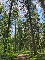 Fototapeta premium pine forest in the morning