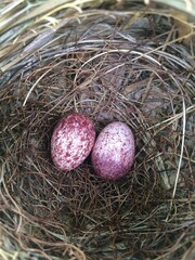nest with eggs