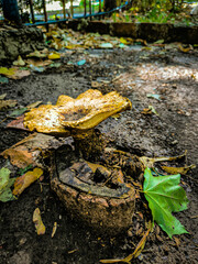 Close up of wild mushroom