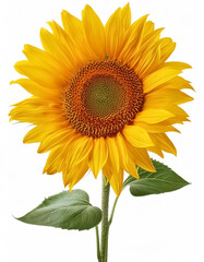 Obraz premium sunflower isolated on white background