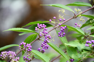 コムラサキ © maaagram