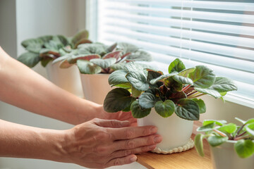Potted violets on wooden window sill, woman take care about plants in white pots at home. Indoor...