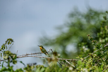 yellow billed hornbill