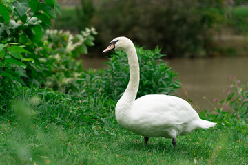 One white swan on green grass near a small river