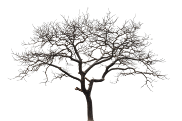 tree isolated on white