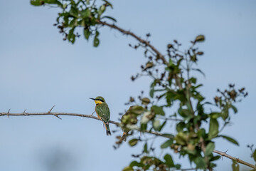 yellow billed hornbill