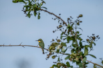 lilac roller on a branch