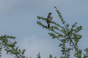 bird on a branch