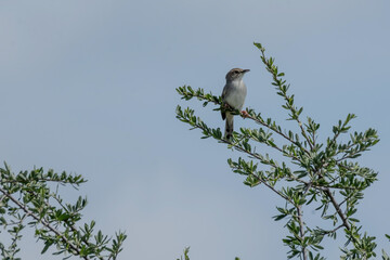 the bird