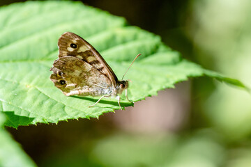 butterfly Pararge aegeria on a green leaf in the wild nature. macro