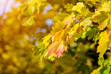 Autumn background-yellow maple leaves in the city Park 