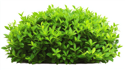 Obraz premium A vibrant green shrub with rich foliage, isolated on a white background, perfect for use in gardening and landscaping projects.