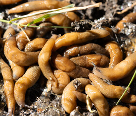 A bunch of slimy, brown snails are crawling on the ground