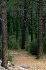 Obraz premium bosque en La Musara, Tarragona