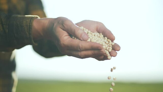 Farmer hand holding harvest seeds. Close-up farmer hand with harvest seeds. Agriculture concept. Harvesting process by farmer. Rural farming lifestyle. Farmer hand pouring seeds. agriculture harvest.