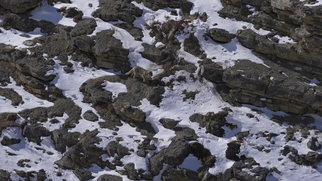 Snow leopard, Panthera uncia,  in rock habitat, wildlife nature. Snow leopard on stone in winter, sitting in the nature stone rocky mountain habitat, Spiti Valley, Himalayas in India. 