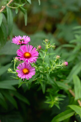 Fioletowe kwiaty ogórd © Michalina