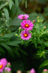 Fioletowe kwiaty ogórd © Michalina