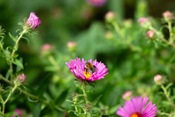 Fioletowe kwiaty ogórd © Michalina