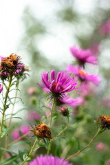 Fioletowe kwiaty ogórd © Michalina