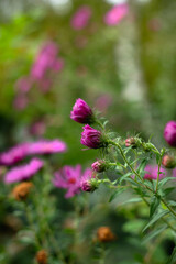 Fioletowe kwiaty ogórd © Michalina