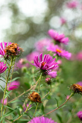 Fioletowe kwiaty ogórd © Michalina