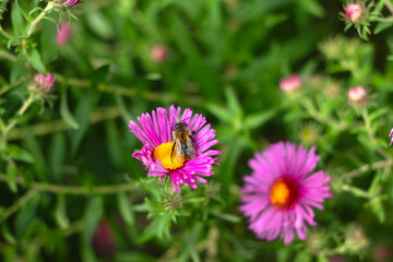 Fioletowe kwiaty ogórd © Michalina