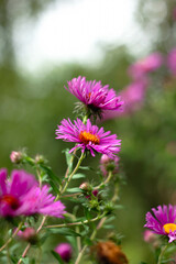 Fioletowe kwiaty ogórd © Michalina