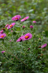 Fioletowe kwiaty ogórd © Michalina