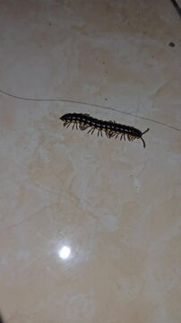 Millipede crawling on a surface in close-up view