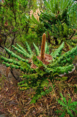 Banksia Grandis or bull banksia in D'Entrecasteaux National Park, south coast of Western Australia
