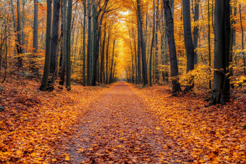 Obraz premium A path covered in fallen autumn leaves, winding through a dense forest with towering trees, evoking a sense of nostalgia and the beauty of seasonal change 