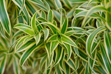 green leaf grass background