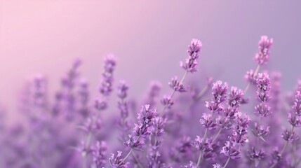 Fototapeta premium Lavender in purple with blurred soft background
