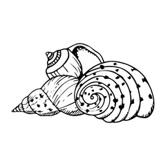 Vector spiral seashells line illustration of Cassidae sea snail. Monochrome black and white underwater animals drawing for summer ocean designs. Nautical mollusk shells