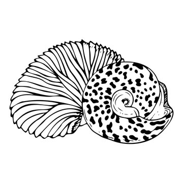 recommend clip art: Line Round trochus snail spiral seashell with Nautilus black and white vector illustration. Tropical ocean mollusk animals from Indonesia and Philippines for coloring and nautical design